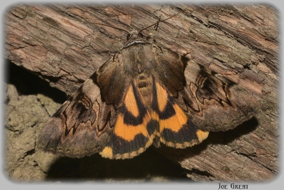 Catocala fulminea - galagonya-övesbagoly