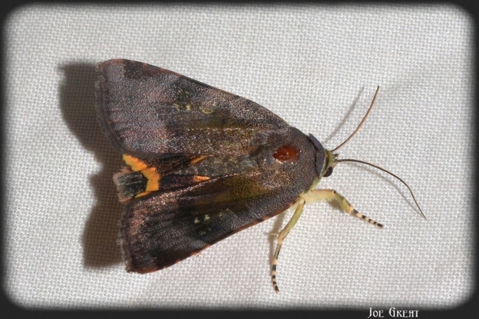 Noctua janthe - lappangó sárgafűbagoly