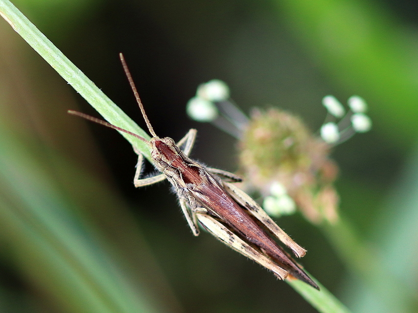 Chorthippus (Glyptobothrus) (subgenus)