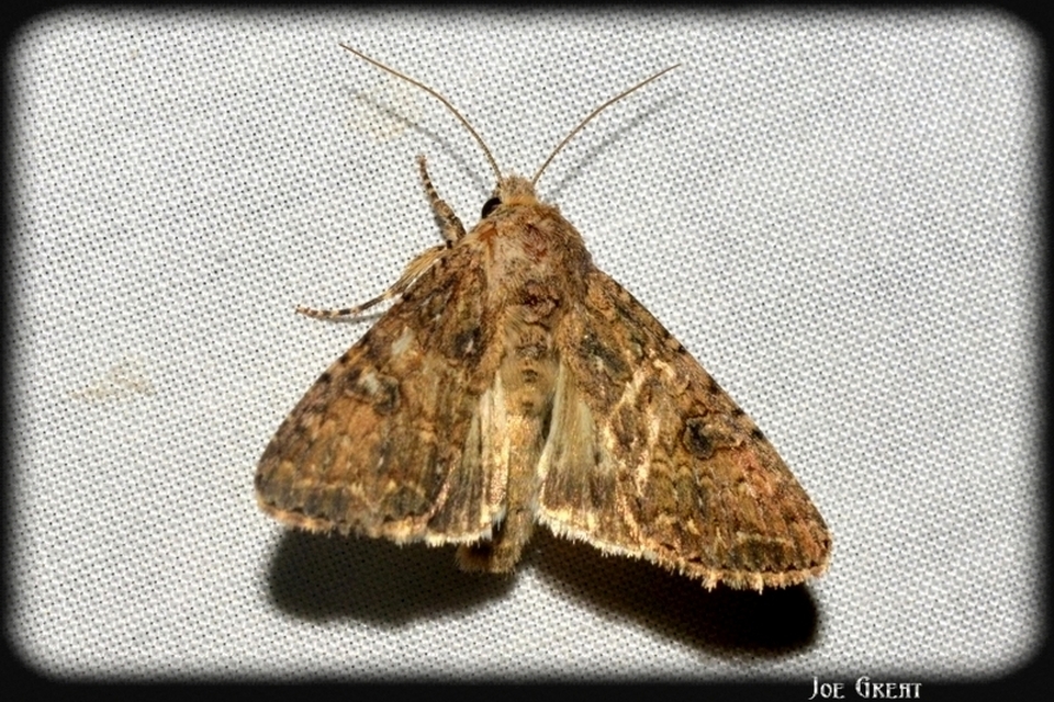 Hadula trifolii - lóherebagoly