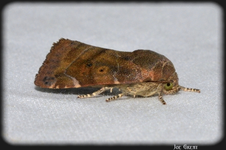 Cosmia affinis - barna lombbagoly