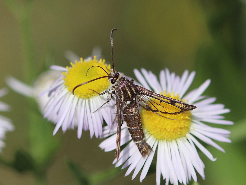 Sesiidae - szitkárfélék