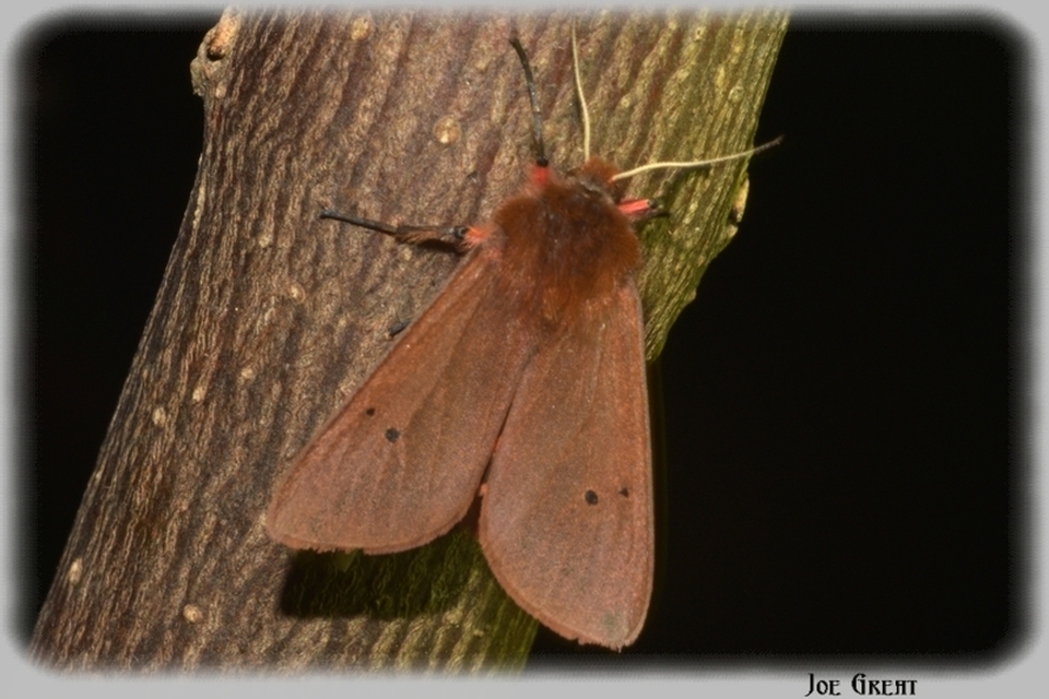 Phragmatobia fuliginosa - füstös medvelepke