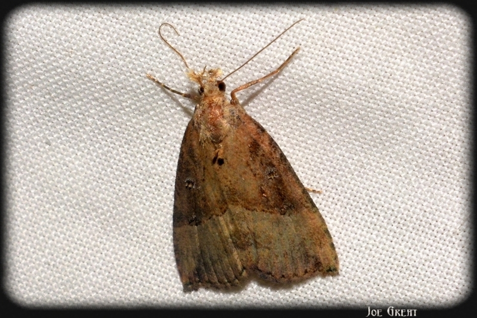 Hypena rostralis - közönséges karcsúbagoly