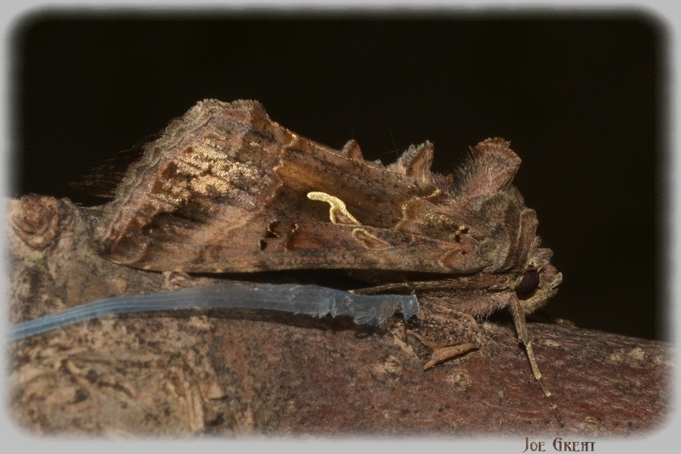 Autographa gamma - gammalepke