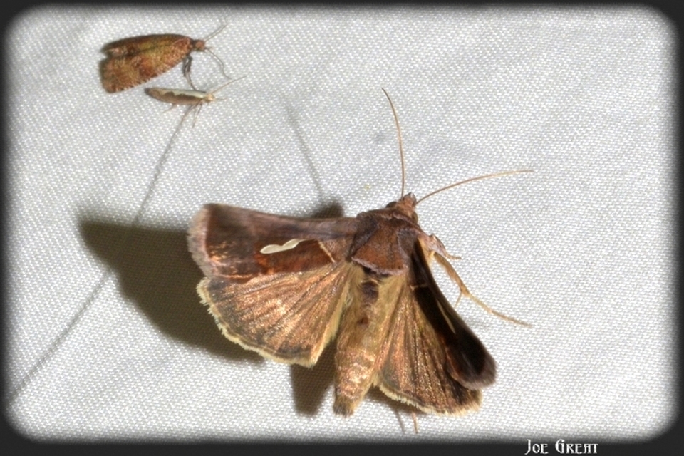 Macdunnoughia confusa - cseppfoltos ezüstbagoly