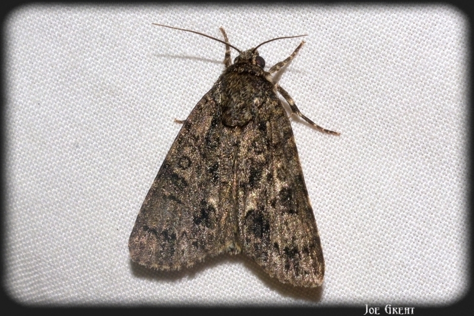 Acronicta rumicis - sóska-szigonyosbagoly
