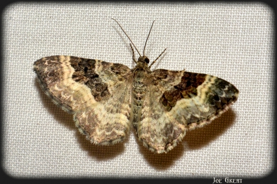 Epirrhoe alternata - galaj-tarkaaraszoló