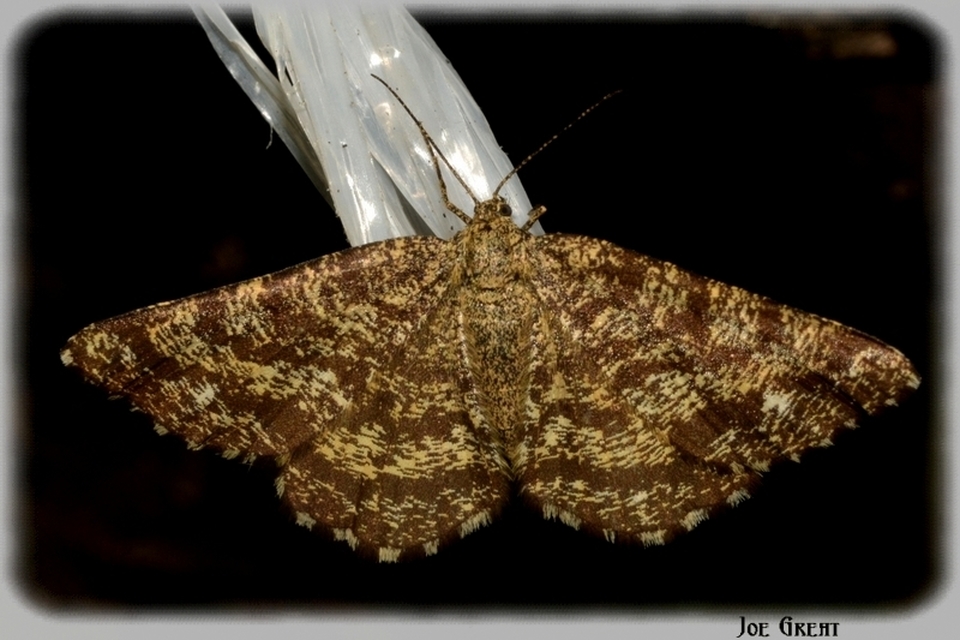 Ematurga atomaria - barna rétiaraszoló