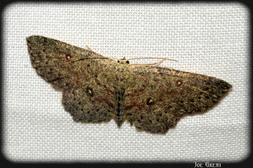 Cyclophora pendularia - fűzfa-pettyesaraszoló