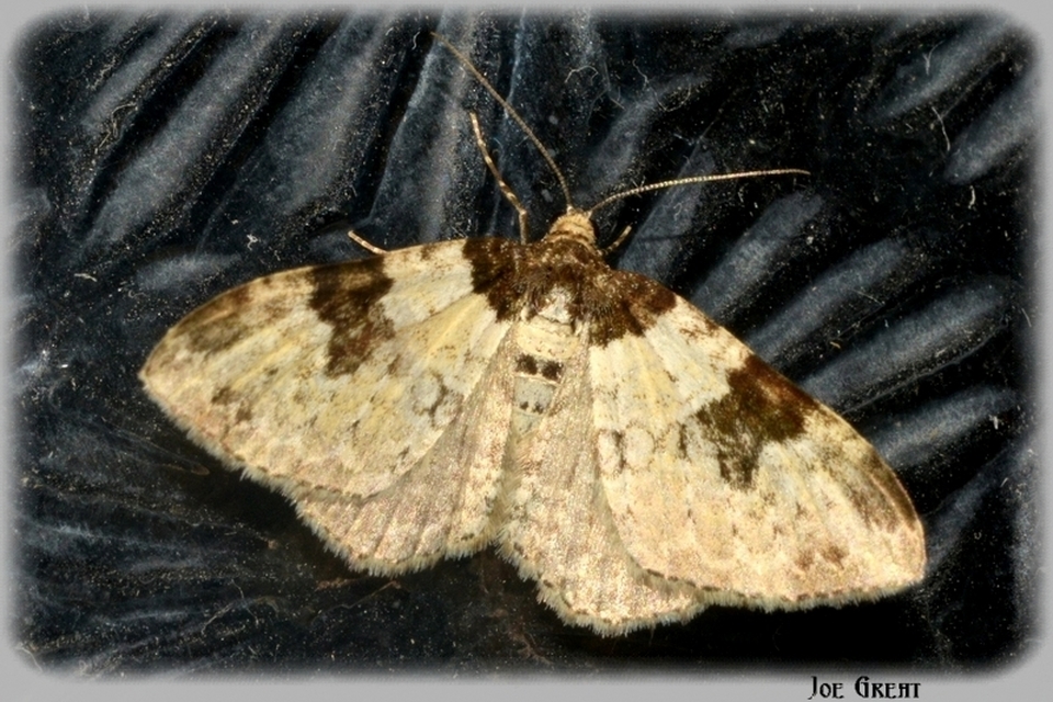 Xanthorhoe fluctuata - közönséges tarkaaraszoló