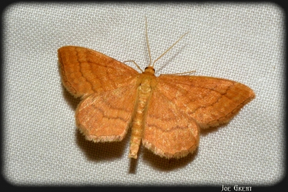 Idaea ochrata - okkerszínű sávosaraszoló