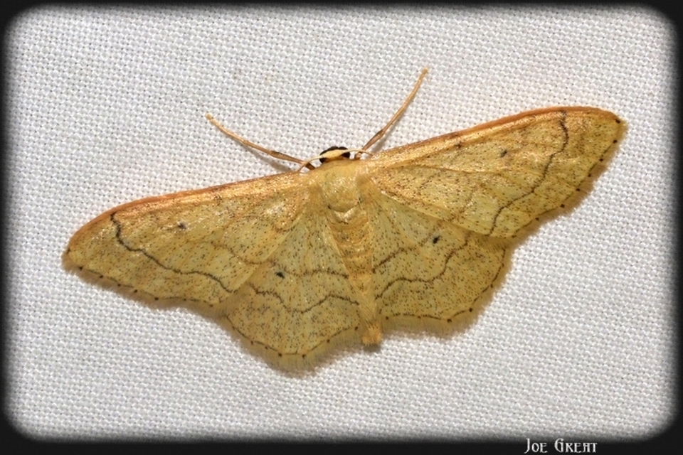 Idaea aversata - nagy sávosaraszoló