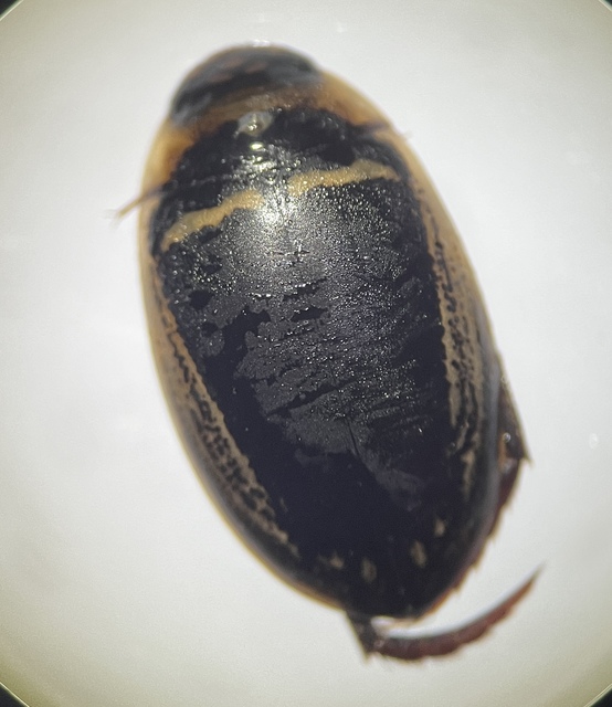 Hydaticus transversalis - harántsávos mocsáricsíkbogár