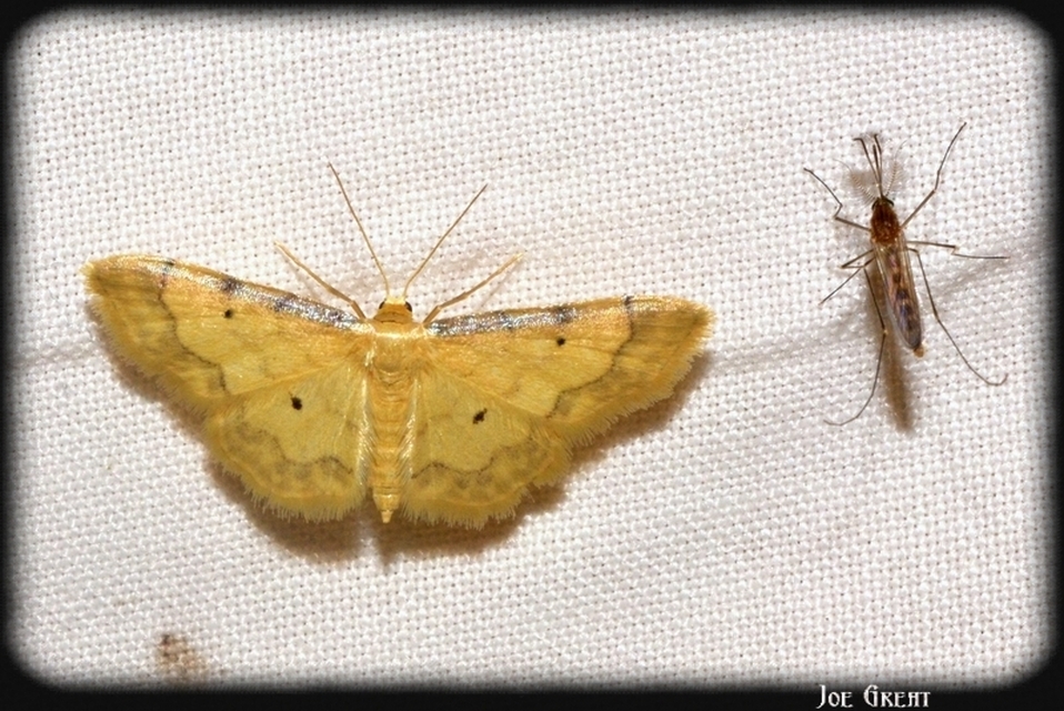 Idaea politaria - vonalas apróaraszoló
