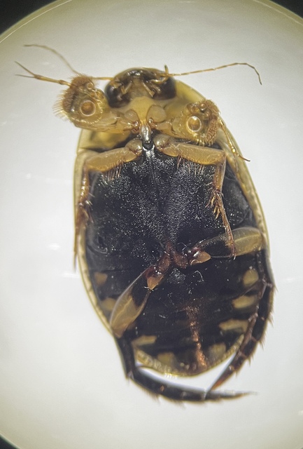 Acilius sulcatus - gyűrűscombú barázdáscsíkbogár