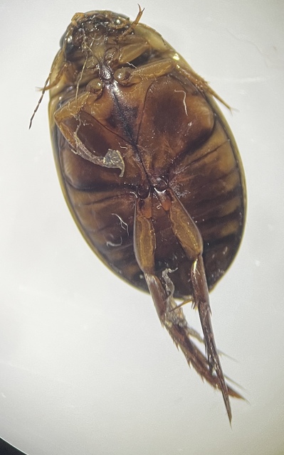 Graphoderus cinereus - gyakori tavicsíkbogár