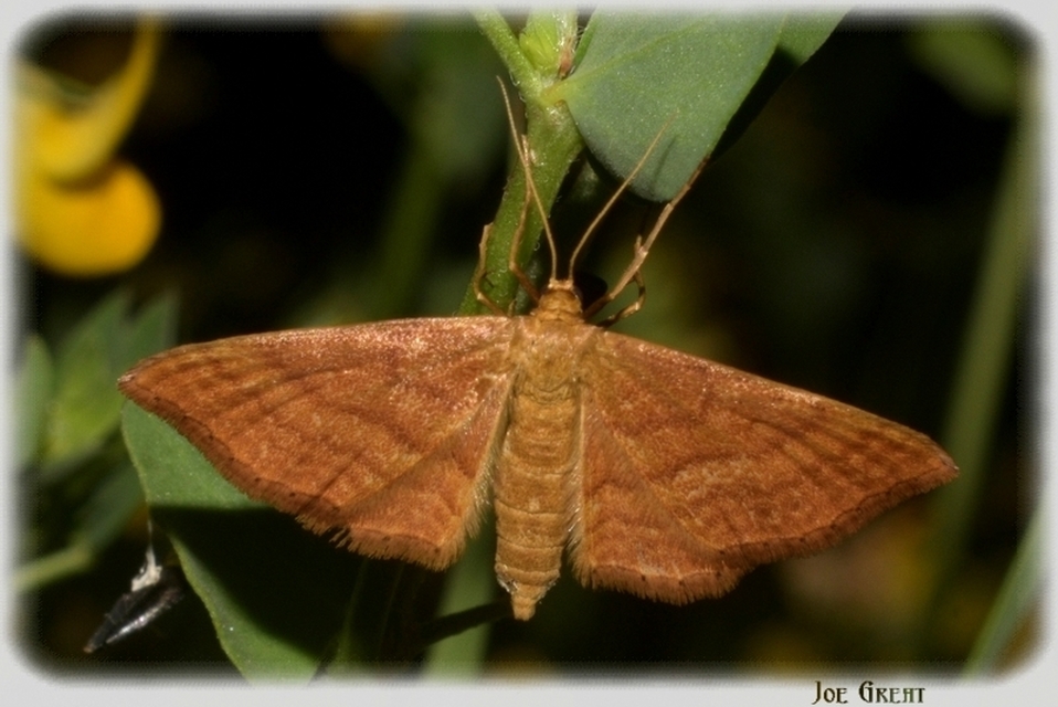 Idaea ochrata - okkerszínű sávosaraszoló
