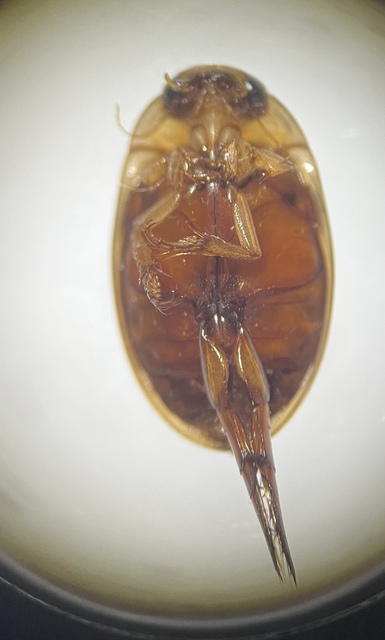 Hydaticus grammicus - déli mocsáricsíkbogár