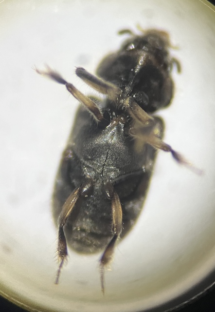 Heterocerus