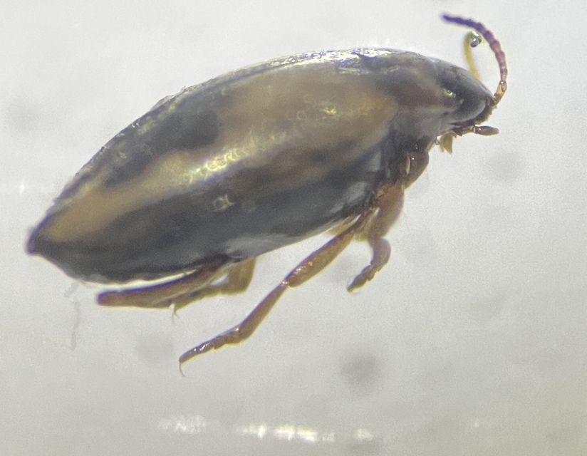 Bidessus nasutus - tarka törpecsíkbogár