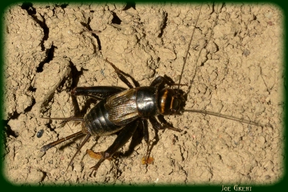 Eumodicogryllus bordigalensis - bordói tücsök