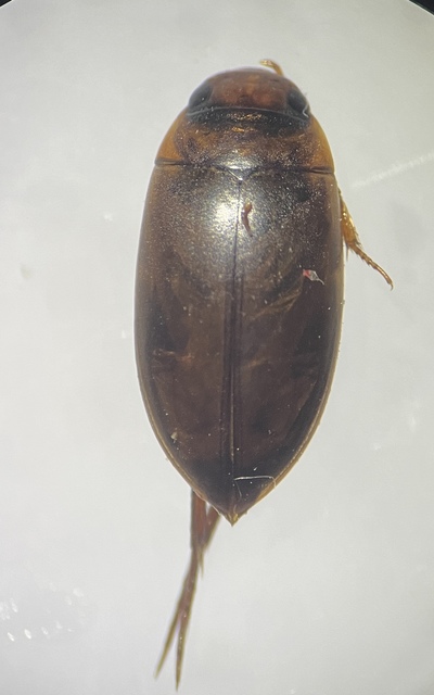 Liopterus haemorrhoidalis - rozsdás csíkbogár Liopterus haemorrhoidalis - rozsdás csíkbogár