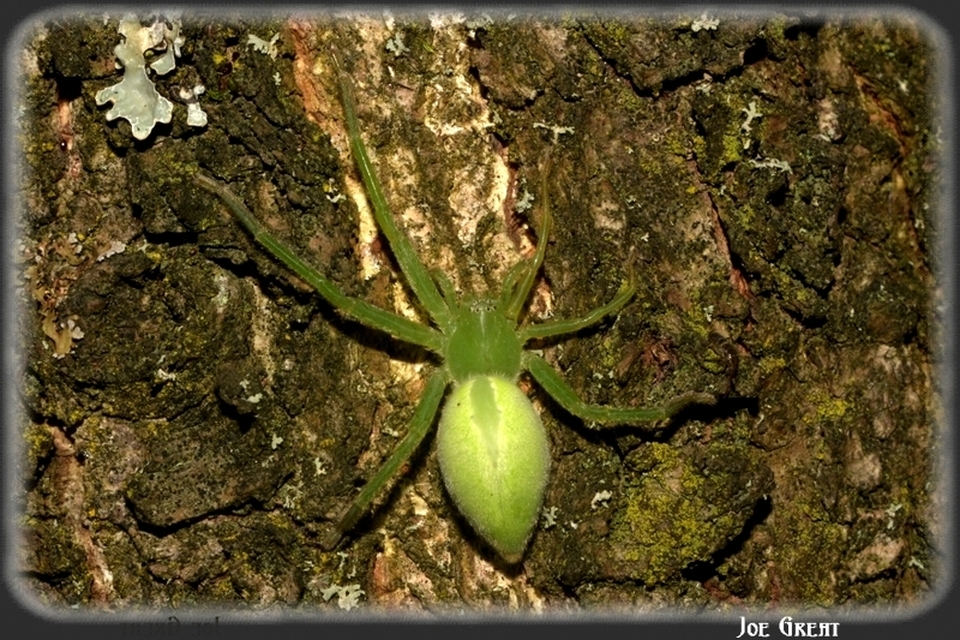 Micrommata virescens - hunyópók