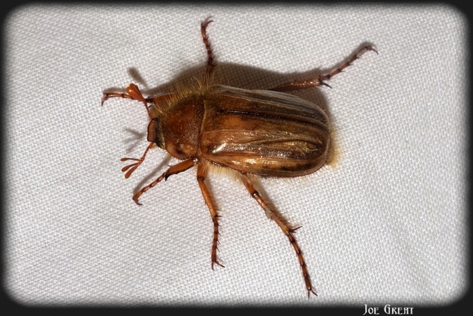Amphimallon solstitiale - bordás sárgacserebogár