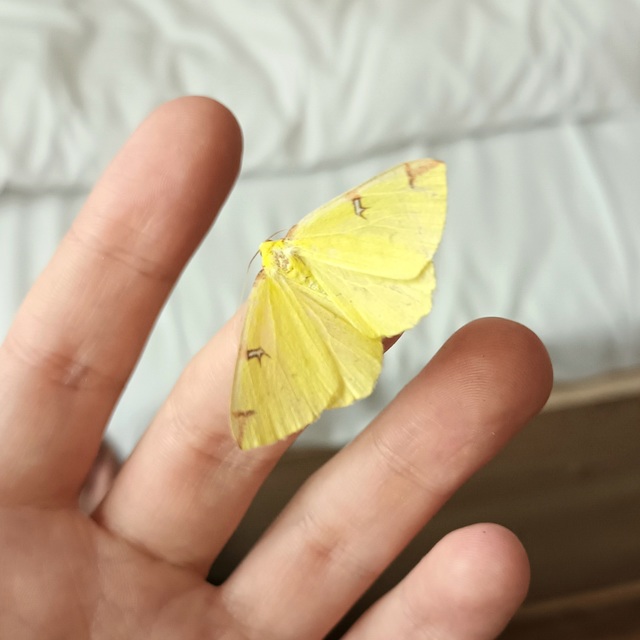 Opisthograptis luteolata - citromsárga araszoló