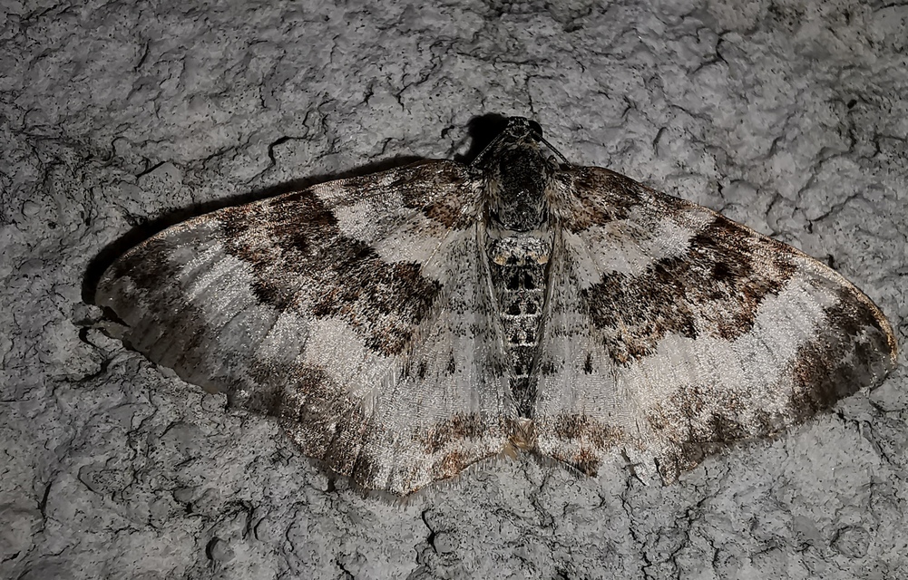 ékfoltos tarkaaraszoló - Epirrhoe rivata