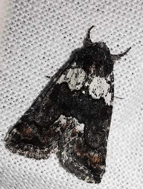 fekete zuzmóbagoly - Bryophila ereptricula