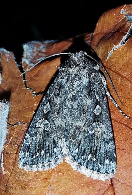 Dichagyris nigrescens - sötét földibagoly