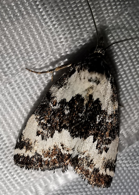 tölgyes apróbagoly - Deltote deceptoria