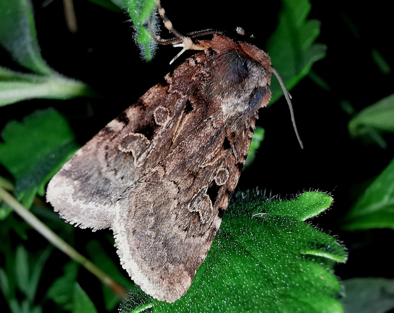 barna földibagoly - Chersotis rectangula