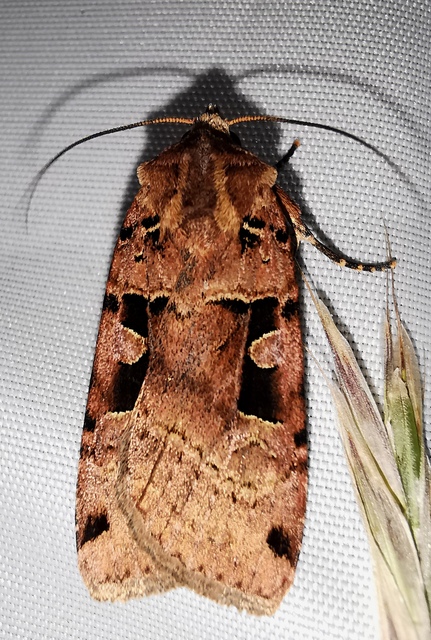 háromszöges fűbagoly - Xestia triangulum