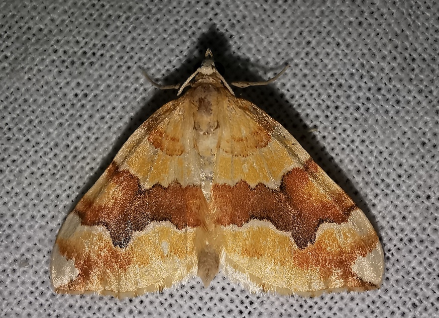 Cidaria fulvata - rózsaaraszoló