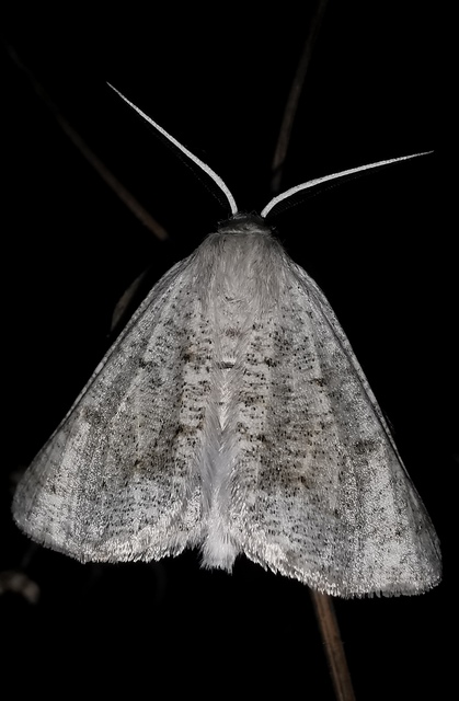 sziklaüröm-araszoló - Dyscia conspersaria