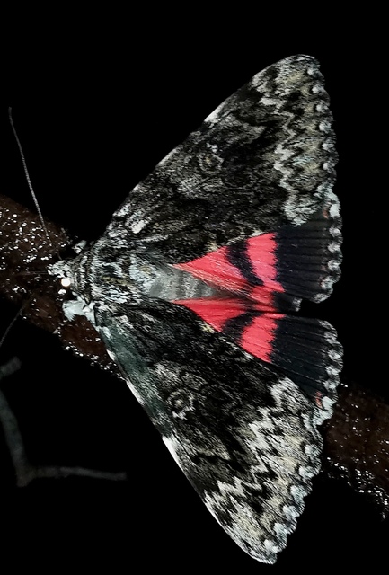 kis tölgyfa-övesbagoly - Catocala promissa