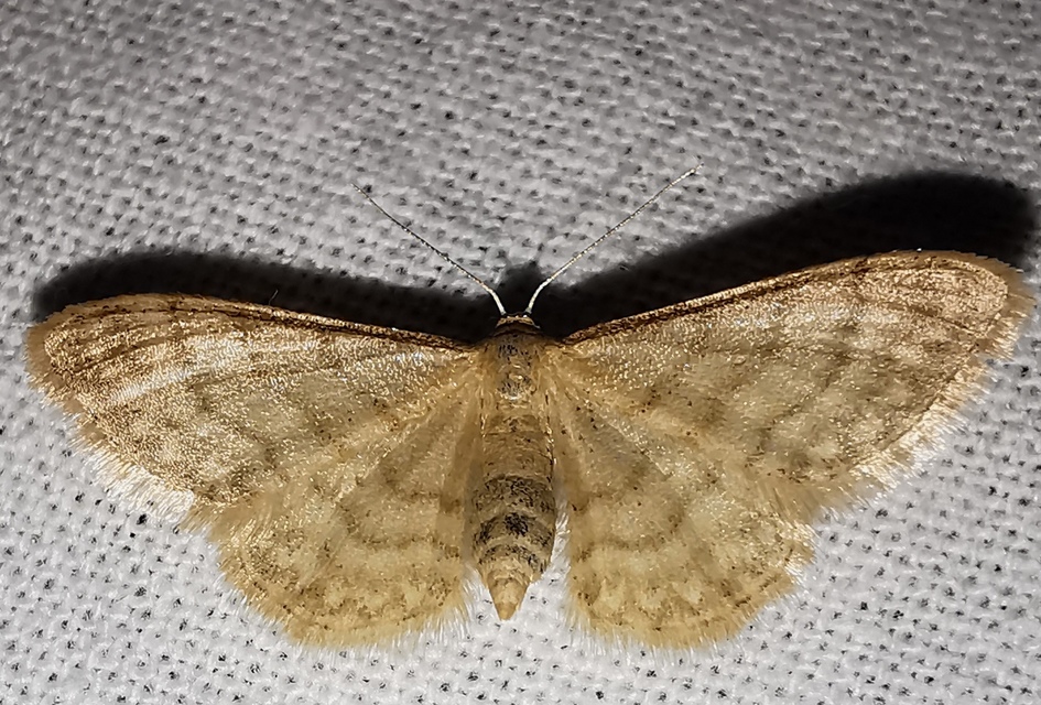 napvirág-apróaraszoló - Idaea dilutaria