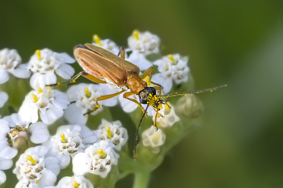 Oedemera podagrariae - székfű-álcincér