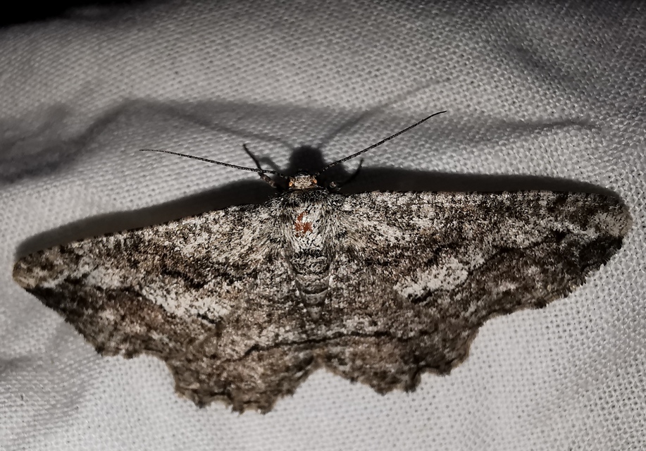 ürömaraszoló - Synopsia sociaria