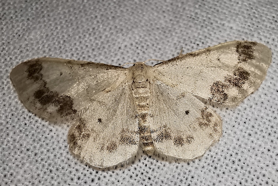 csúcsfoltos apróaraszoló - Idaea trigeminata