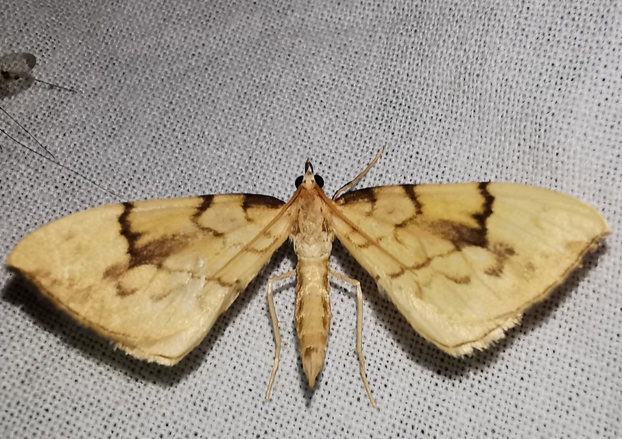 Eulithis pyraliata - sárga galajaraszoló