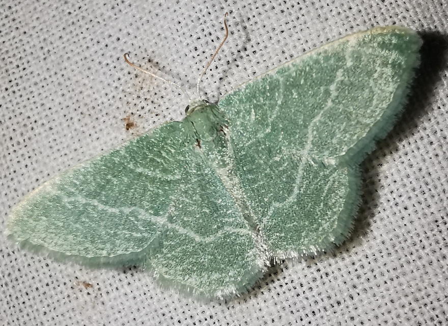 Phaiogramma etruscaria - fehérpettyes zöldaraszoló