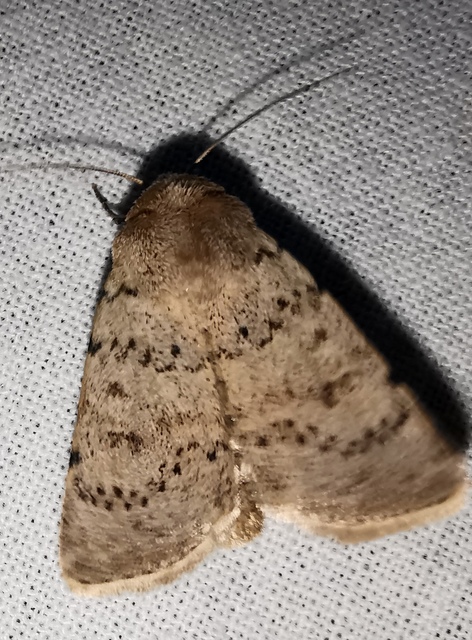 bogáncs-selymesbagoly - Hoplodrina respersa