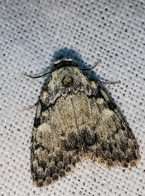 hamvas pamacsosszövő - Meganola strigula