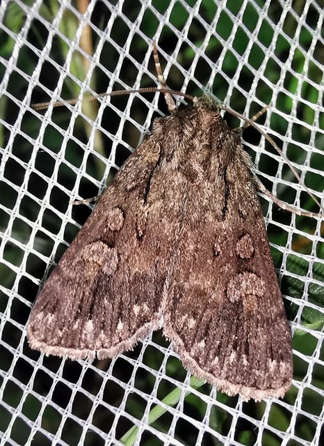 sötét földibagoly - Dichagyris nigrescens