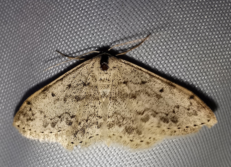 pettyes sávosaraszoló - Scopula marginepunctata