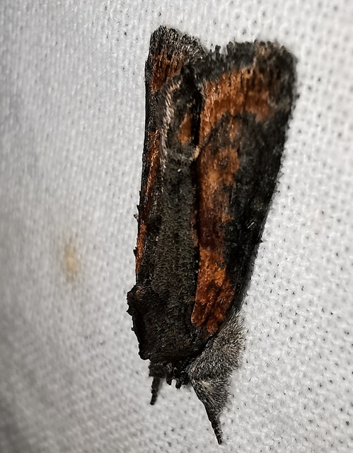 Bryophila raptricula/felina